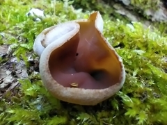 Peziza vesiculosa