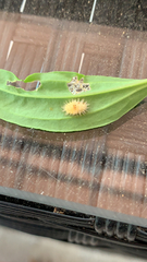 Epilachna varivestis