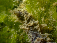 Flabelligera affinis