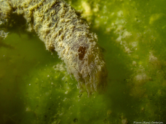 Flabelligera affinis