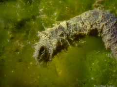 Flabelligera affinis