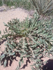 Cirsium canescens