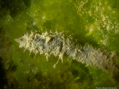 Flabelligera affinis