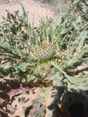 Cirsium canescens