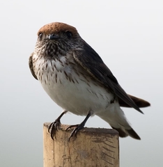 Petrochelidon fluvicola