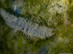 Flabelligera affinis