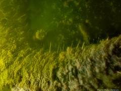 Flabelligera affinis