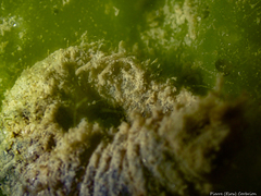 Flabelligera affinis