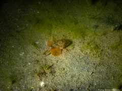 Chelidonichthys lucerna