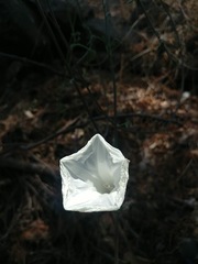 Ipomoea pseudoracemosa