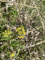 Thaspium barbinode