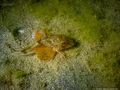 Chelidonichthys lucerna