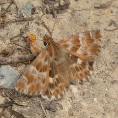 Muschampia baeticus