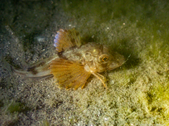 Chelidonichthys lucerna