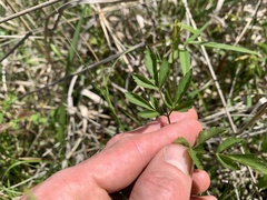 Thaspium barbinode
