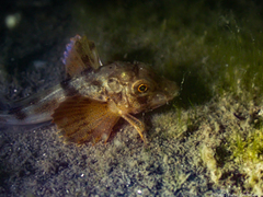 Chelidonichthys lucerna