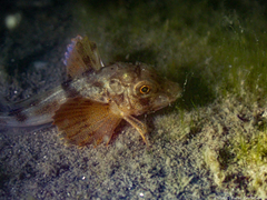 Chelidonichthys lucerna