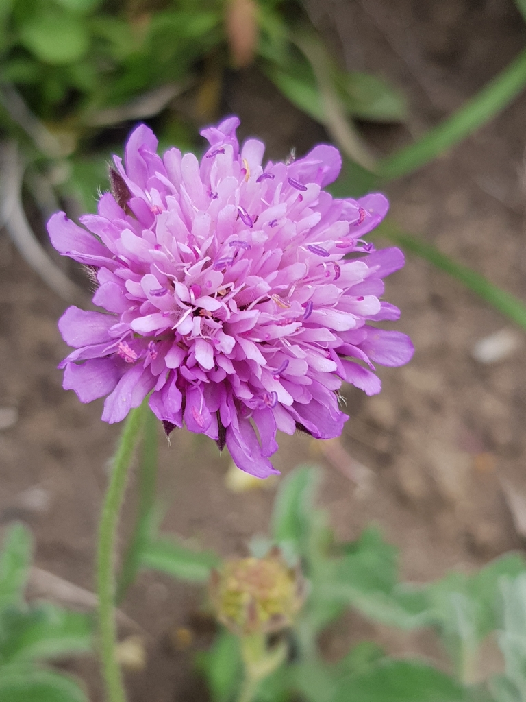 Knautia mauritanica (Knautia mauritanica)