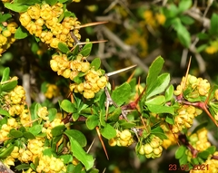 Berberis hispanica