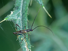 Mecynopus cothurnatus