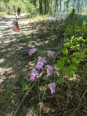 Penstemon dissectus