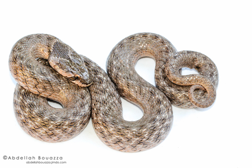Iberian False Smooth Snake