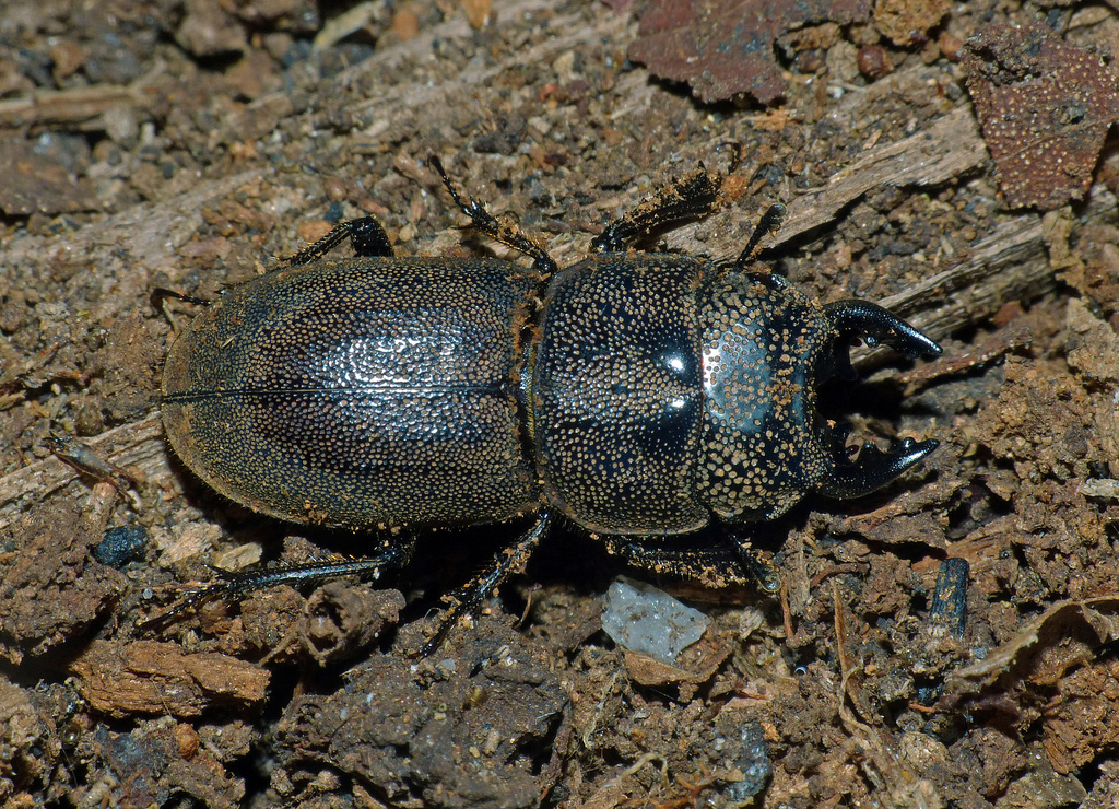Lissotes rudis
