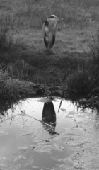 Ardea cinerea