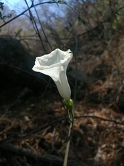 Ipomoea pseudoracemosa