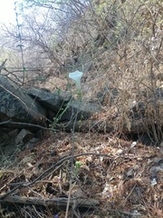 Ipomoea pseudoracemosa