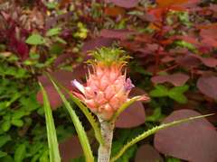 Ananas comosus microstachys