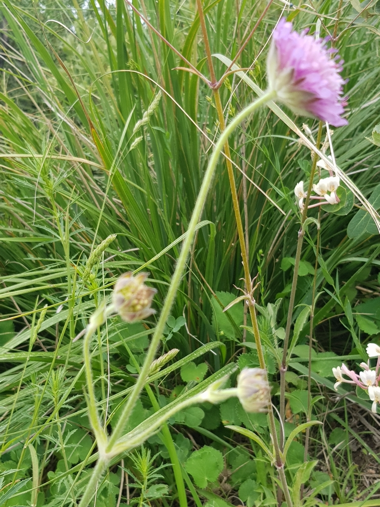 Knautia mauritanica