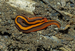 Argonemertes