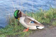 Anas platyrhynchos