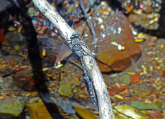 Austroaeschna hardyi