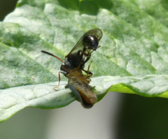 Psen erythropoda