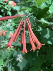 Lonicera sempervirens