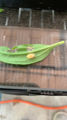 Epilachna varivestis