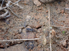 Ellipes minuta
