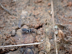 Ellipes minuta