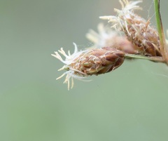 Fimbristylis puberula puberula