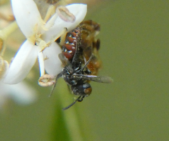 Holcopasites calliopsidis