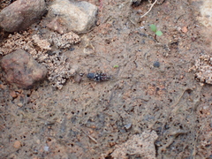 Ellipes minuta