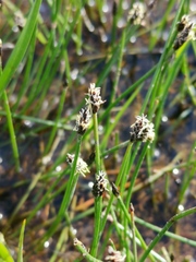 Eleocharis uniglumis