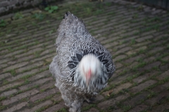 Gallus gallus domesticus