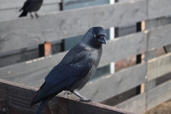Corvus monedula