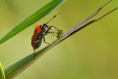 Deraeocoris punctum