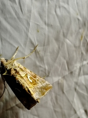 Autographa mandarina