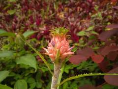 Ananas comosus microstachys