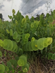 Baptisia perfoliata